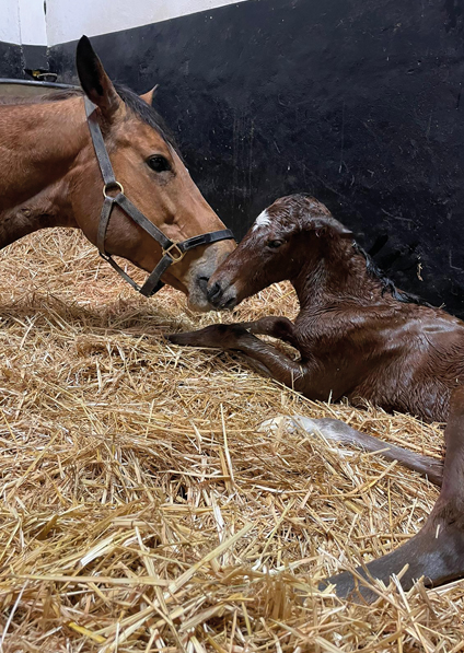  - Canasta and her Gleneagles filly - 18 April 2023