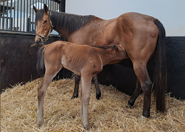  - Canasta and her Gleneagles filly - 18 April 2023