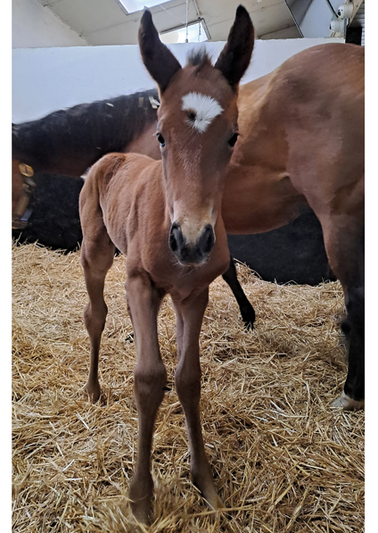  - Gleneagles ex Canasta filly - 18 April 2023