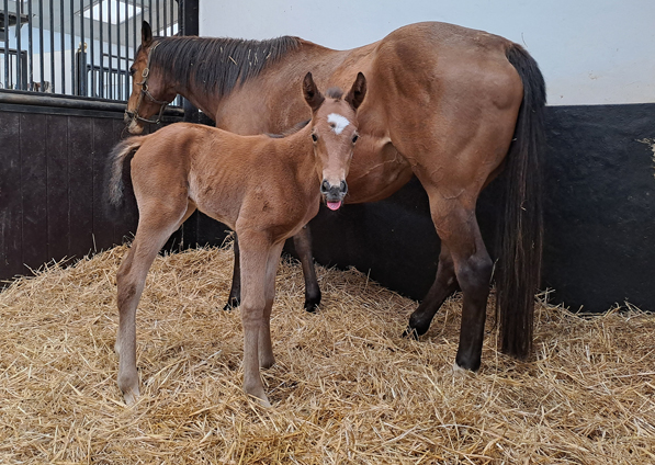  - Canasta and her Gleneagles filly - 18 April 2023