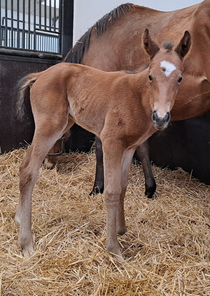  - Gleneagles ex Canasta filly - 18 April 2023