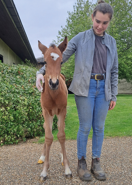  - Gleneagles ex Canasta filly - 18 April 2023