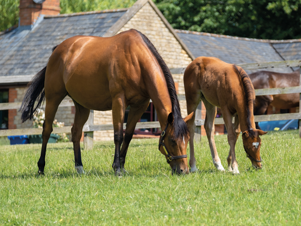  - Canasta and filly foal by Gleneagles - 15 June 2023