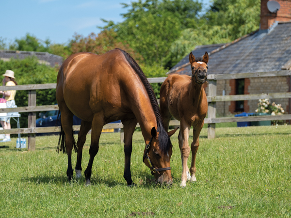  - Canasta and filly foal by Gleneagles - 15 June 2023