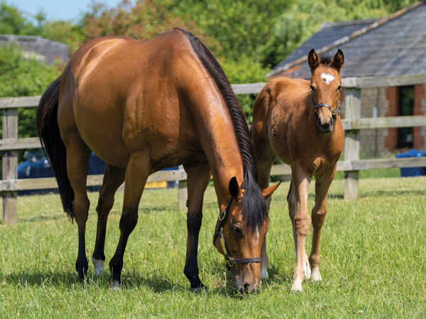  - Canasta and filly foal by Gleneagles - 15 June 2023