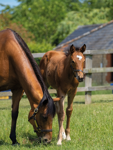 - Canasta and filly foal by Gleneagles - 15 June 2023
