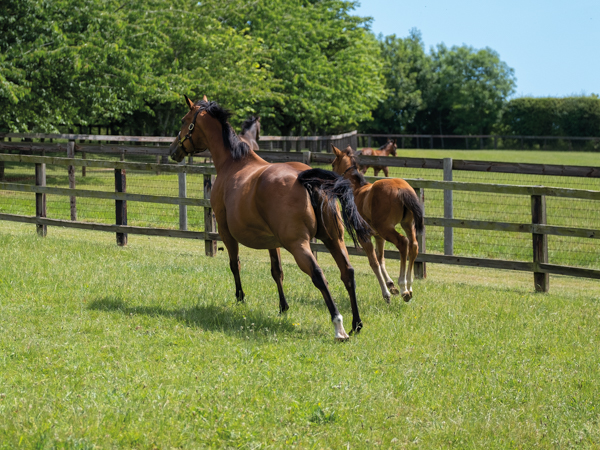  - Canasta and filly foal by Gleneagles - 15 June 2023