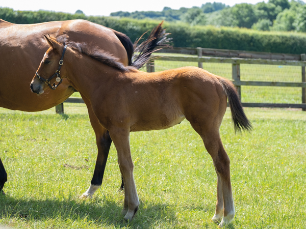  - Gleneagles ex Canasta filly - 15 June 2023