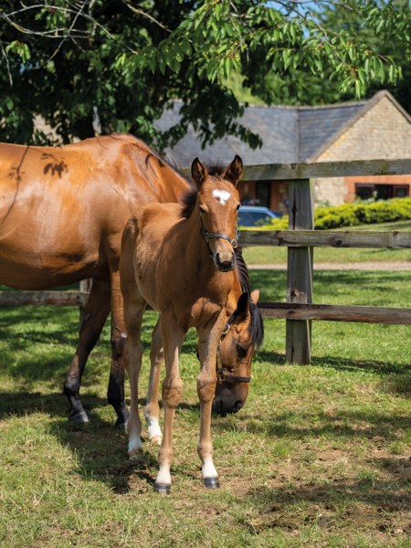  - Gleneagles ex Canasta filly - 15 June 2023