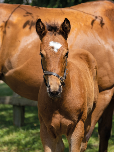  - Gleneagles ex Canasta filly - 15 June 2023