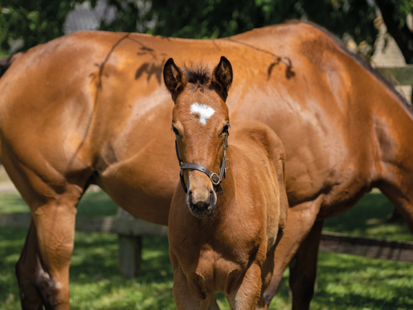  - Gleneagles ex Canasta filly - 15 June 2023