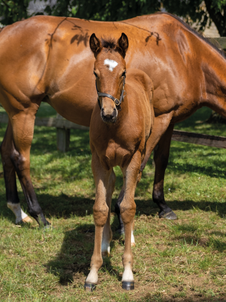  - Gleneagles ex Canasta filly - 15 June 2023