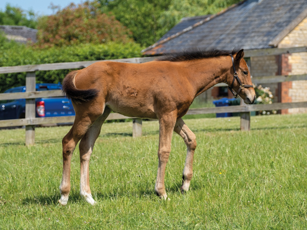  - Gleneagles ex Canasta filly - 15 June 2023