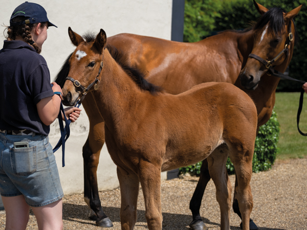  - Gleneagles ex Canasta filly - 15 June 2023