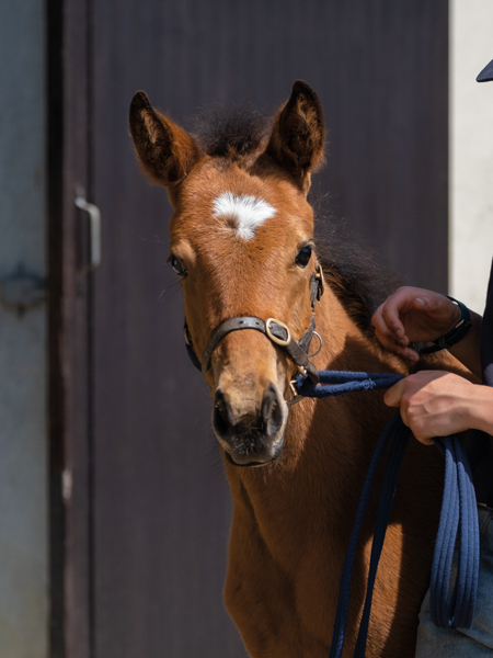  - Gleneagles ex Canasta filly - 15 June 2023