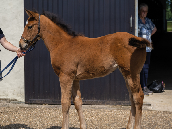  - Gleneagles ex Canasta filly - 15 June 2023