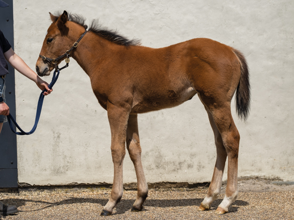  - Gleneagles ex Canasta filly - 15 June 2023