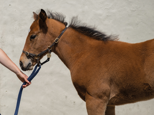  - Gleneagles ex Canasta filly - 15 June 2023