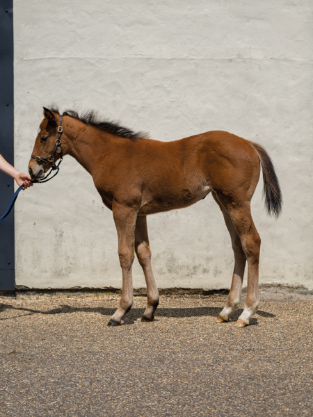  - Gleneagles ex Canasta filly - 15 June 2023