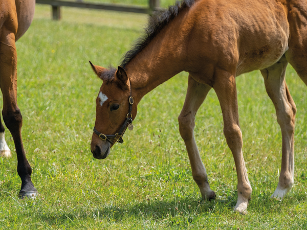  - Gleneagles ex Canasta filly - 15 June 2023