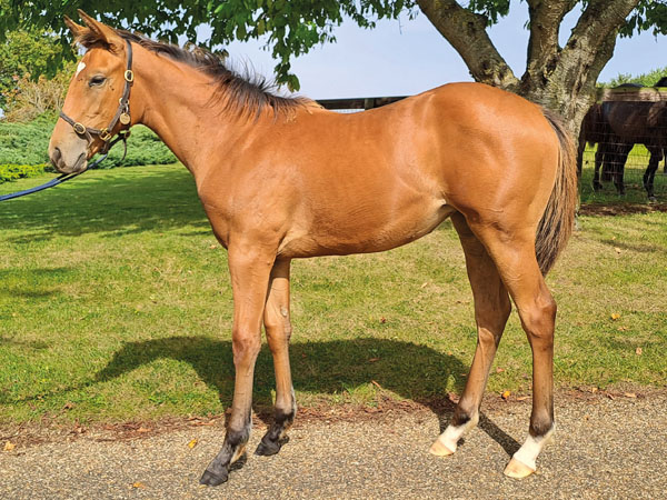  - Gleneagles ex Canasta filly - 8 September 2023