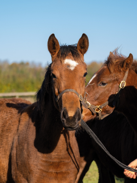  - Gleneagles ex Canasta filly - 15 November 2023