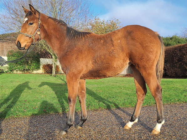  - Gleneagles ex Canasta filly - 28 November 2023