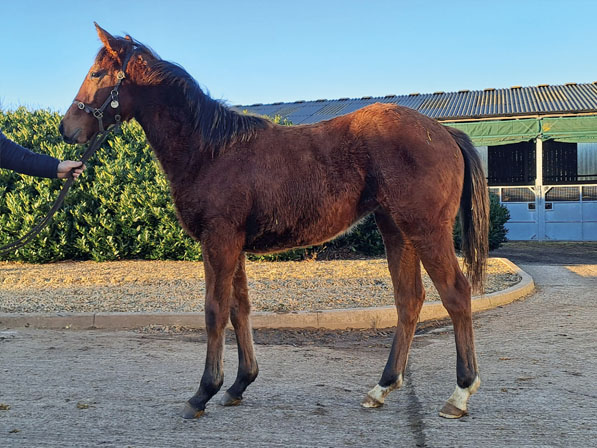  - Gleneagles ex Canasta filly - 10 January 2024