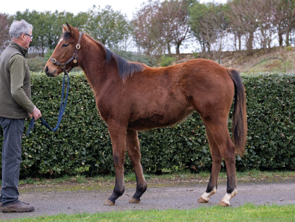  - Gleneagles ex Canasta Yearling Filly - 07 February 2024