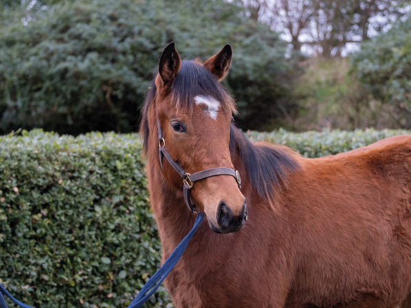  - Gleneagles ex Canasta Yearling Filly - 07 February 2024