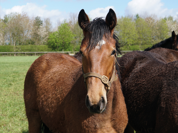  - Gleneagles ex Canasta Yearling Filly - 15 April 2024