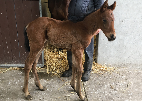  - Gleneagles ex sistine - 18 March 2019