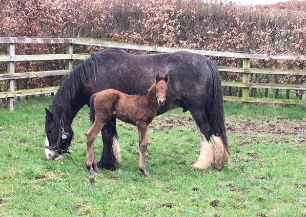  - Gleneagles ex sistine - 21 March 2019