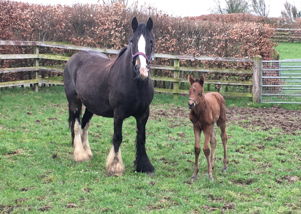  - Gleneagles ex sistine - 21 March 2019