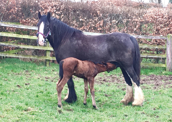  - Gleneagles ex Sistine - 21 March 2019