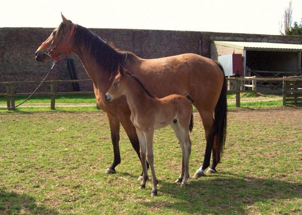  - Trompette and her 2009 Halling colt foal - April 2009