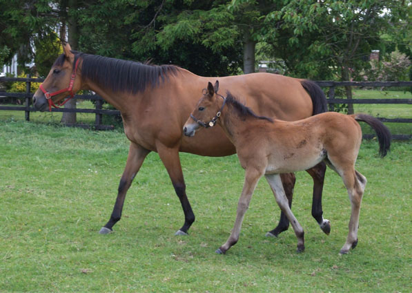  - Trompette and her 2009 Halling colt foal - June 2009
