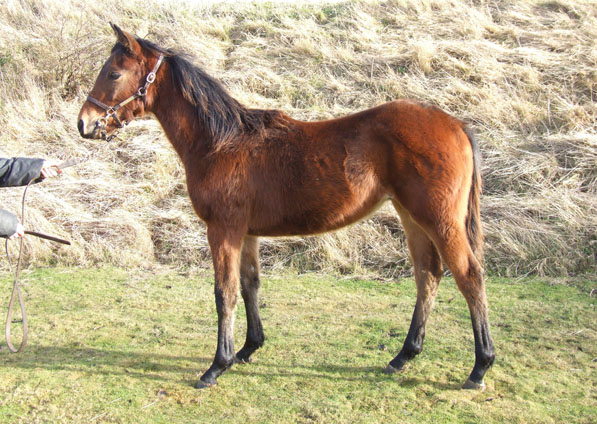  - Halling ex Trompette colt - January 2010