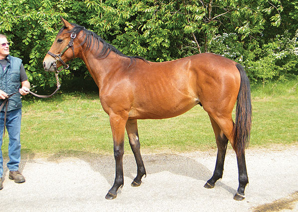  - Halling ex Trompette colt - May 2010