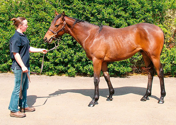  - Royal Applause ex Ffestiniog colt - May 2006 - 1