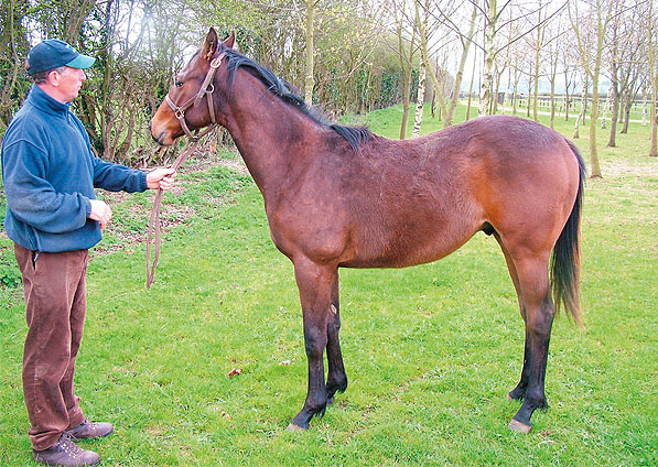  - Royal Applause ex Ffestiniog colt - May 2006 - 2