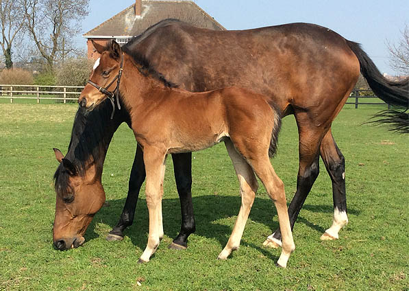  - Pivotal ex Affinity filly - 8 April 2015