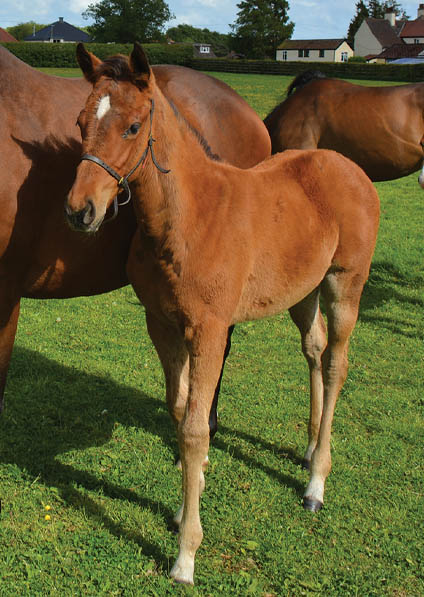  - Pivotal ex Affinity filly - 2 June 2015