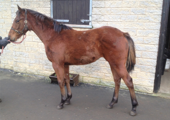  - Pivotal ex Affinity filly - 21 January 2016