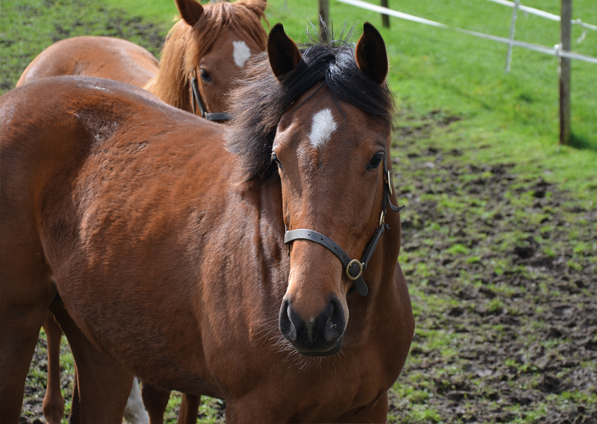  - Pivotal ex Affinity filly - 16 April 2016