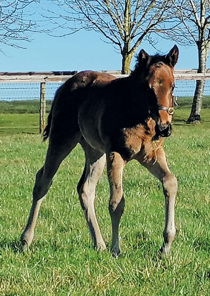  - Sea The Moon ex Harmonica colt - 26 February 2021