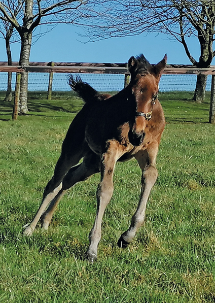  - Sea The Moon ex Harmonica colt - 26 February 2021