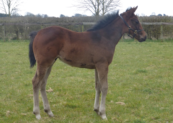  - Sea The Moon ex Harmonica colt - March 2021