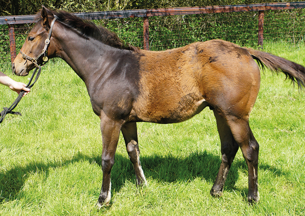  - Sea The Moon ex Harmonica colt - 27 May 2021