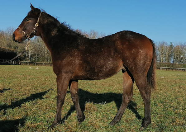  - Sea The Moon ex Harmonica colt - 10 December 2021